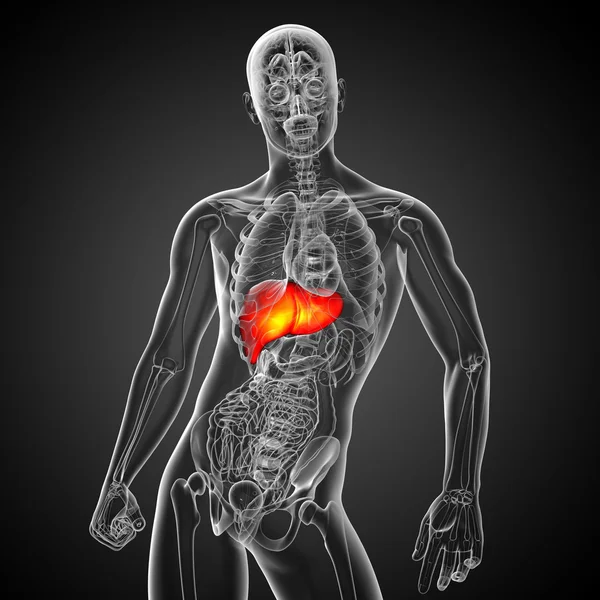 3d render medical illustration of the liver — Stock Photo, Image