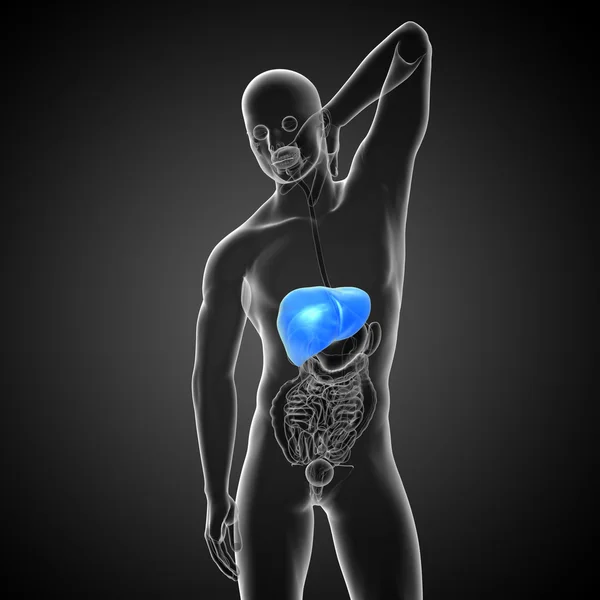 3D render medische illustratie van de lever — Stockfoto
