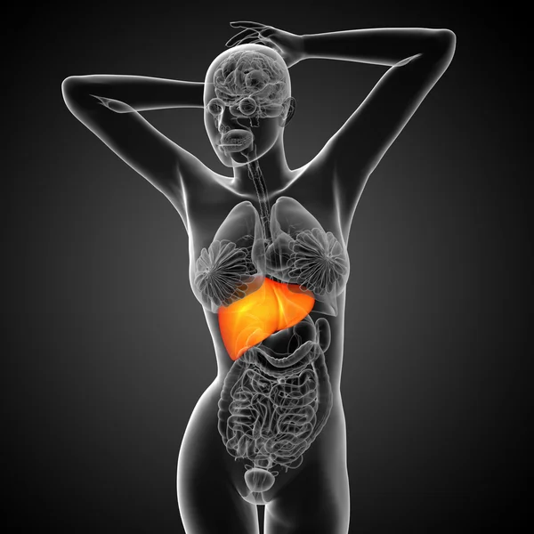 肝臓の 3 d レンダリングの医療イラスト — ストック写真