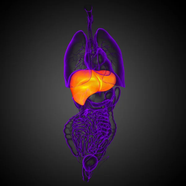 3d rendre illustration médicale du foie — Photo