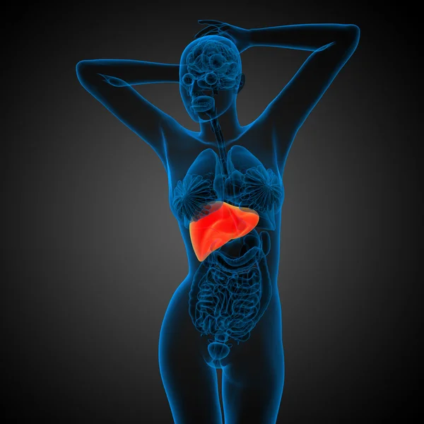 3d рендеринг медицинской иллюстрации печени — стоковое фото