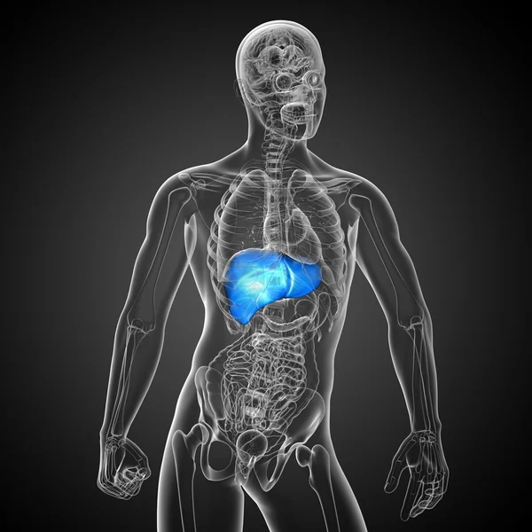 3d tornar ilustração médica do fígado — Fotografia de Stock