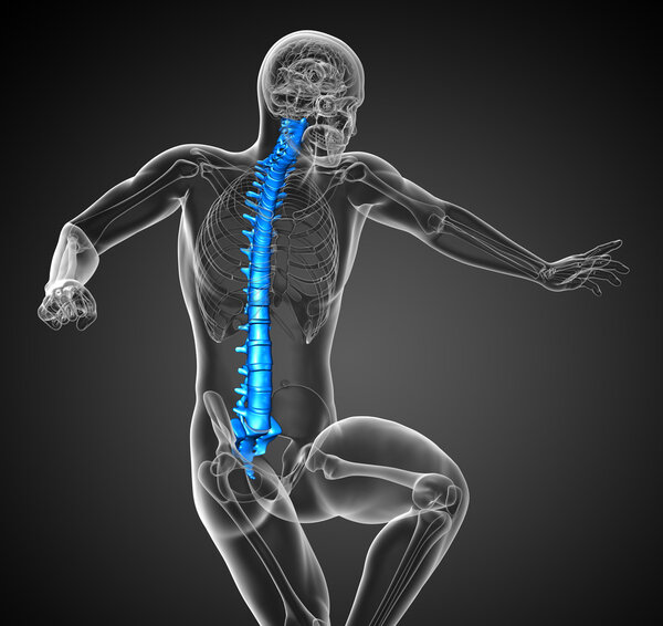 3d render medical illustration of the human spine