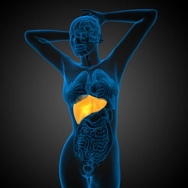 3d render medical illustration of the liver