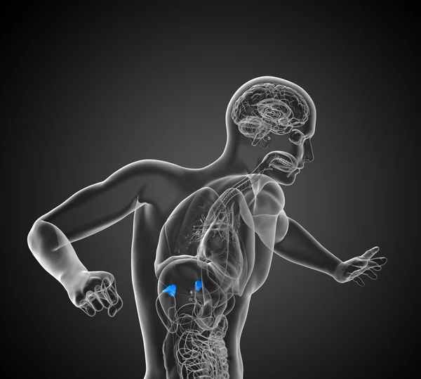 脾臓の 3 d レンダリングの医療イラスト — ストック写真