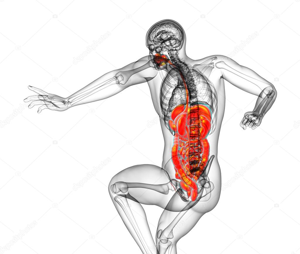 3d render medical illustration of the human digestive system 
