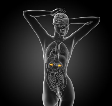 3D render Medikal illüstrasyon dalak 