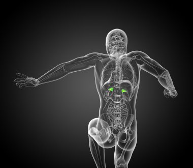 3D render Medikal illüstrasyon dalak 