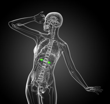 3D render Medikal illüstrasyon dalak 