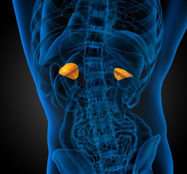 3D render Medikal illüstrasyon dalak 