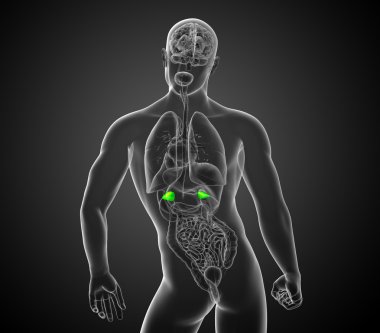 3D render Medikal illüstrasyon dalak 