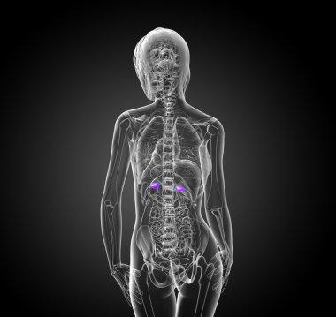 3D render Medikal illüstrasyon dalak 