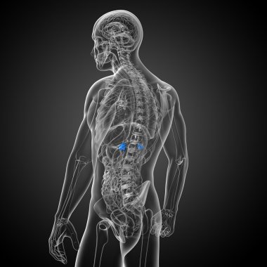 3D render Medikal illüstrasyon dalak 