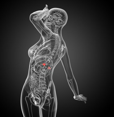 3D render Medikal illüstrasyon dalak 