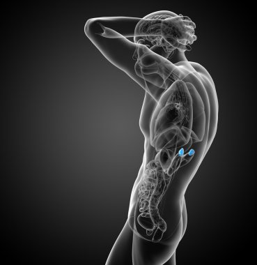 3D render Medikal illüstrasyon dalak 