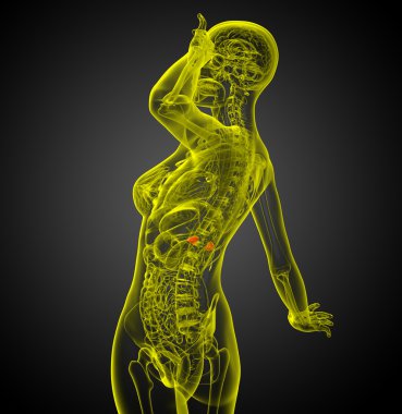 3D render Medikal illüstrasyon dalak 