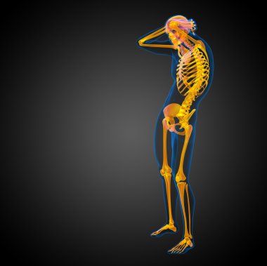 3D render Medikal illüstrasyon iskelet kemik 