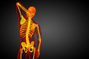 3D render Medikal illüstrasyon iskelet kemik 