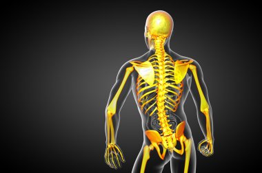 3D render Medikal illüstrasyon iskelet kemik 