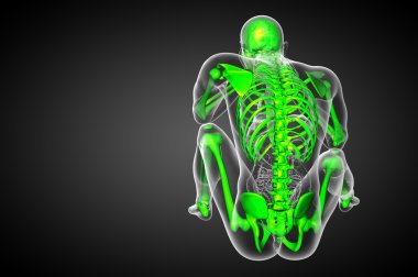 3D render Medikal illüstrasyon iskelet kemik 