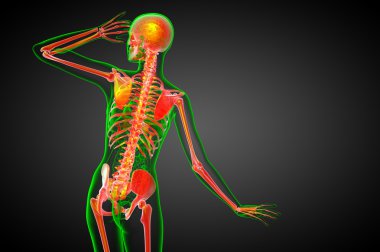 3D render Medikal illüstrasyon iskelet kemik 