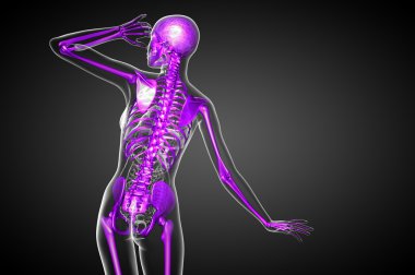 3D render Medikal illüstrasyon iskelet kemik 