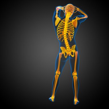 3D render Medikal illüstrasyon iskelet kemik 