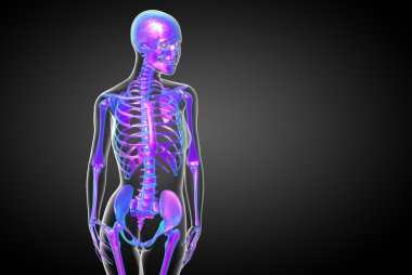 3D render Medikal illüstrasyon iskelet kemik 