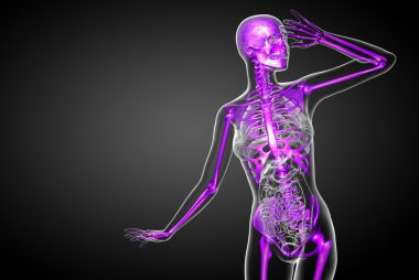 3D render Medikal illüstrasyon iskelet kemik 