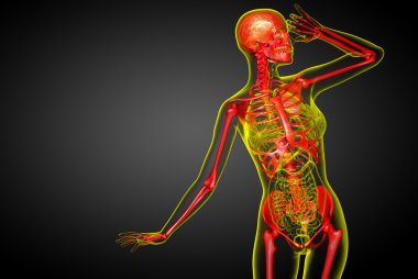 3D render Medikal illüstrasyon iskelet kemik 