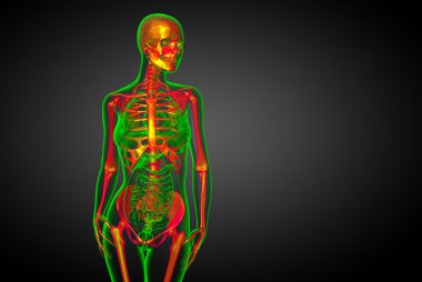 3D render Medikal illüstrasyon iskelet kemik 