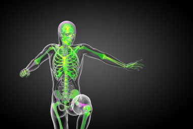 3D render Medikal illüstrasyon iskelet kemik 