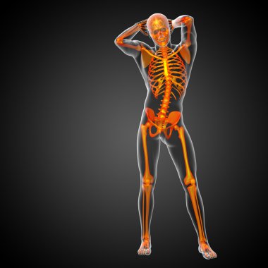 3D render Medikal illüstrasyon iskelet kemik 