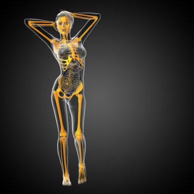 3D render Medikal illüstrasyon iskelet kemik 