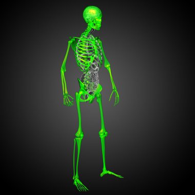 3D render Medikal illüstrasyon iskelet kemik 