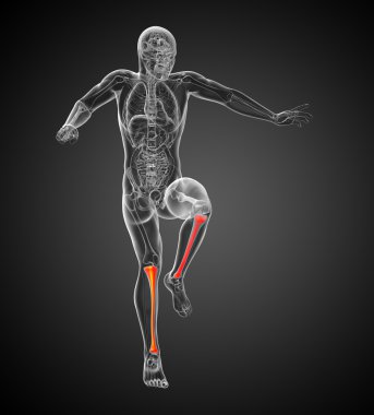3d render medical illustration of the tibia bone clipart