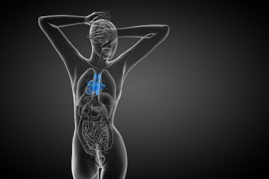 işlenmiş Medikal illüstrasyon insan kalp