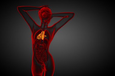 işlenmiş Medikal illüstrasyon insan kalp