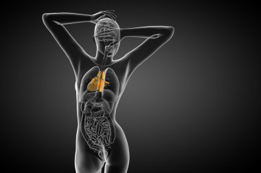 işlenmiş Medikal illüstrasyon insan kalp