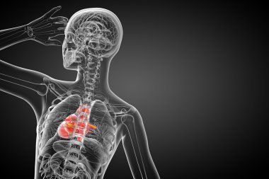 işlenmiş Medikal illüstrasyon insan kalp