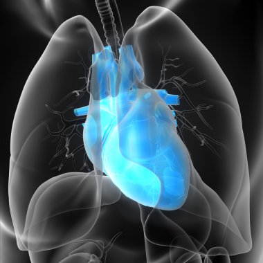 işlenmiş Medikal illüstrasyon insan kalp