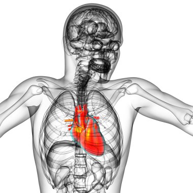 işlenmiş Medikal illüstrasyon insan kalp