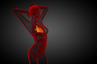 işlenmiş Medikal illüstrasyon insan kalp