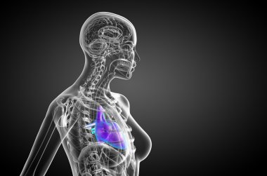 işlenmiş Medikal illüstrasyon insan kalp