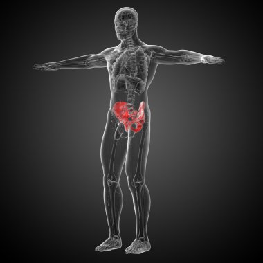 kalça kemiğin tıbbi illüstrasyon