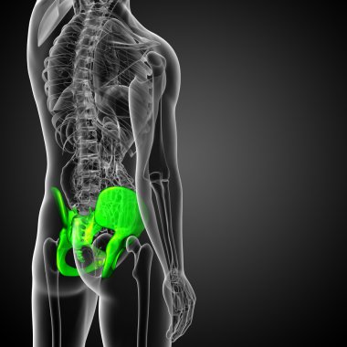 kalça kemiğin tıbbi illüstrasyon