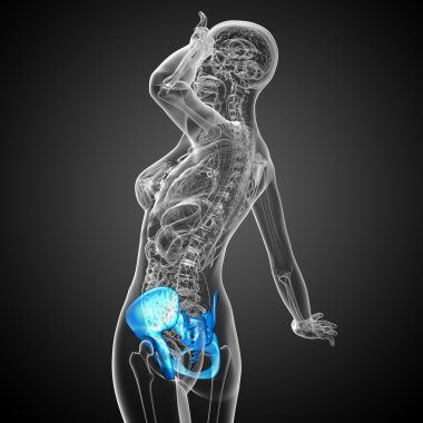 kalça kemiğin tıbbi illüstrasyon