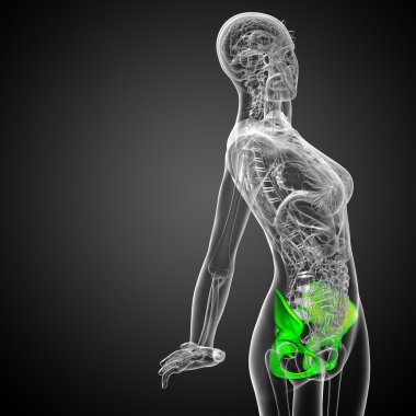 kalça kemiğin tıbbi illüstrasyon