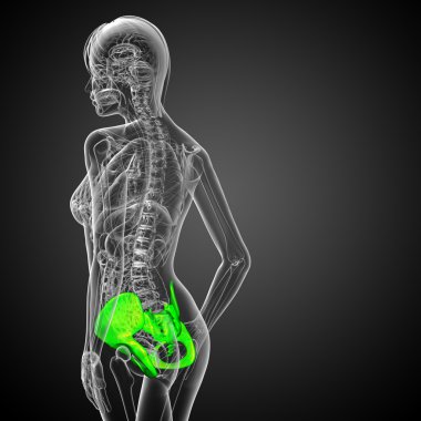 kalça kemiğin tıbbi illüstrasyon