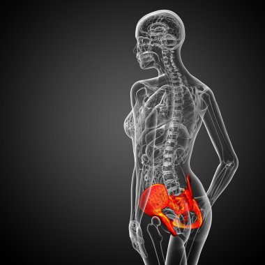 kalça kemiğin tıbbi illüstrasyon